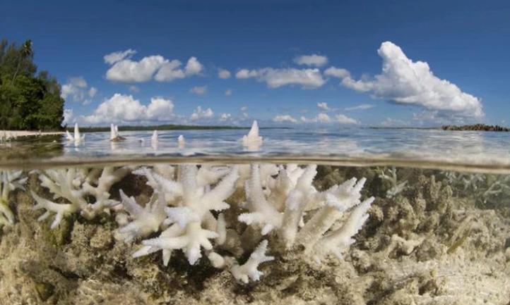 Đại dương nóng lên có khả năng làm chết san hô - Ảnh: NPL