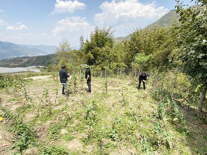 Tại cơ quan công an, bà Phính khai số cây thuốc phiện trên được trồng để bán. Ảnh:Công an Lào Cai.