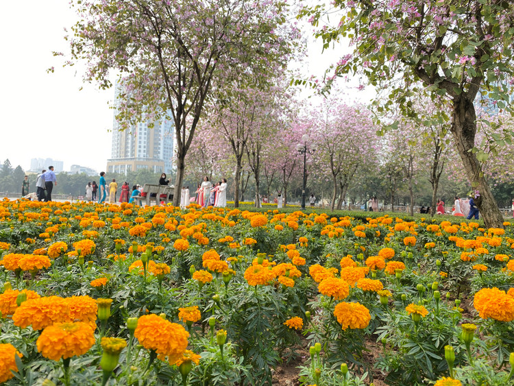 Những bông hoa được trồng khắp nơi tô điểm thêm cho bức tranh đầy màu sắc tại công viên.