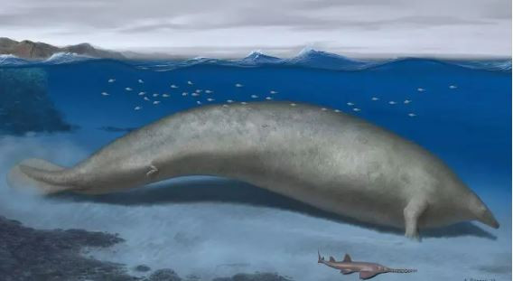 Hình dáng phục dựng của Perucetus colossus. Ảnh: Alberto Gennari