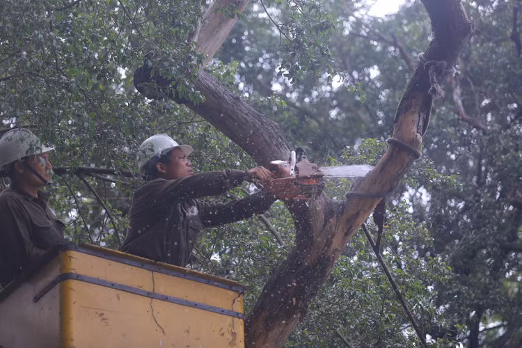 Để đảm bảo an toàn, công nhân sẽ chặt các cành xuống trước.