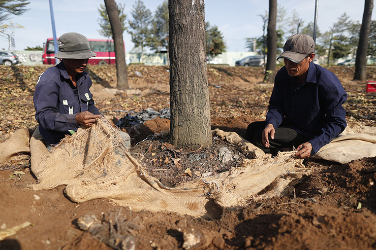 Hạng mục di dời cây xanh thuộc gói thầu XL4 của dự án xây dựng nút giao thông An Phú do liên danh Công ty TNHH MTV dịch vụ công ích quận 2 - Công ty TNHH Công viên Cây xanh TP.HCM thực hiện với kinh phí gần 9 tỷ đồng. Trong ảnh, hình ảnh hàng cây xanh trên đường Mai Chí Thọ (TP Thủ Đức) được cắt bỏ hết cành, chờ di dời về vườn ươm.
