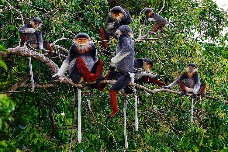 Loài Voọc chà vá chân nâu thuộc nhóm khỉ cựu lục địa (Old World Monkey), Bộ Linh Trưởng (Primates), Họ Khỉ (Ceropithecidae), và Chi chà vá (Pygathrix).Trong cùng chi chà vá còn có 2 loài khác gần giống với Voọc chà vá chân nâu là Voọc chà vá chân xám và Voọc chà vá chân đen. Về cơ bản, ngoại hình và tập tính của 3 loài này khá giống nhau, chỉ khác nhau đặc trưng ở màu sắc cẳng chân là nâu, xám và đen - Ảnh:internet.