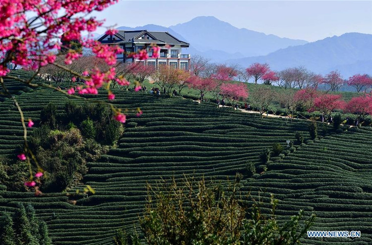 Đồi trà ở Yongfu trở thành điểm du lịch nổi tiếng ở Phúc Kiến, thu hút khá đông khách mỗi mùa xuân về - Ảnh: news.cn.