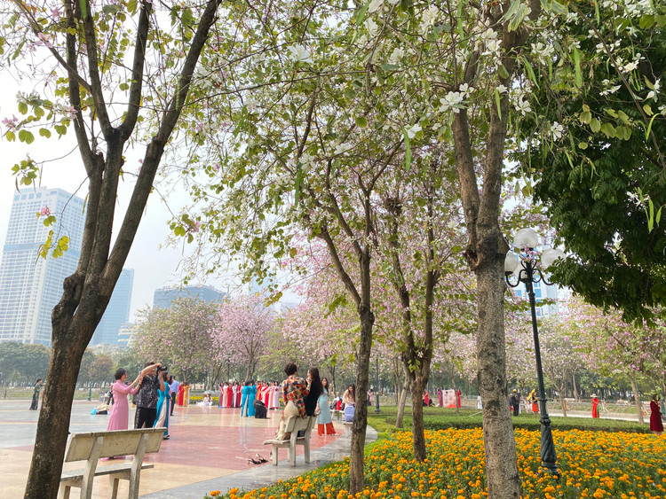 Từ cổng mặt đường Thành Thái đi vào, hàng cây hoa ban tại đây bung nở, khoe sắc rực rỡ. Được biết, ban được trồng theo hình vòng cung trong khu vực hồ nước và quảng trường của công viên. Các cây ban ở đây có chiều cao trung bình khoảng 3 đến 6m rất phù hợp với các góc chụp ảnh.