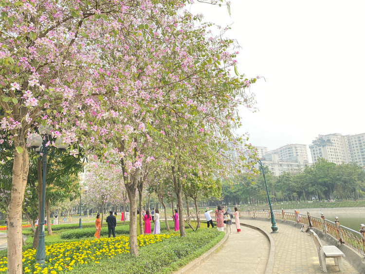 Với nhiều góc chụp, hoa ban ở công viên Cầu Giấy đã và đang thu hút rất đông người dân đến chụp ảnh