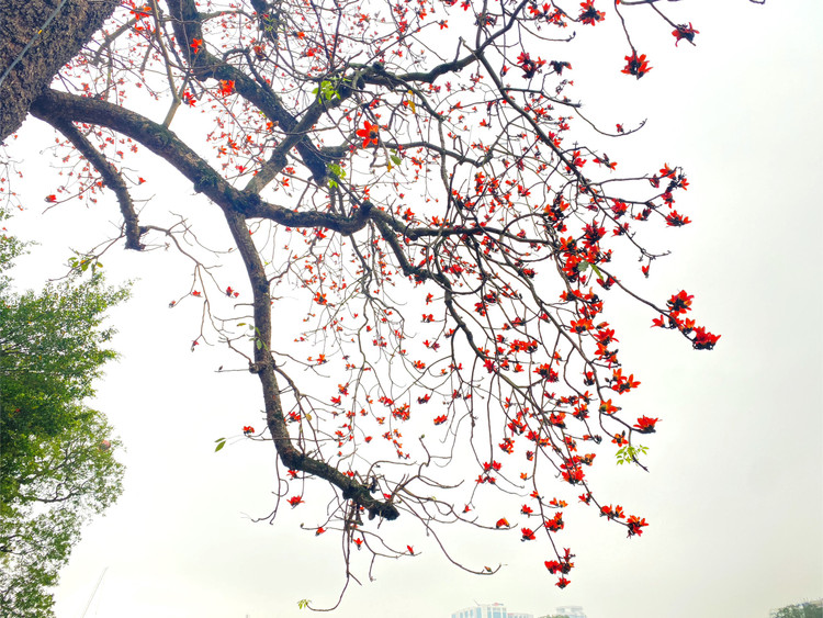 Bờ hồ Hoàn Kiếm, Hà Nội những ngày này lại được tô điểm thêm một tấm áo mới rực rỡ với sắc đỏ của cây hoa gạo trăm năm tuổi. - Ảnh: T.Huy