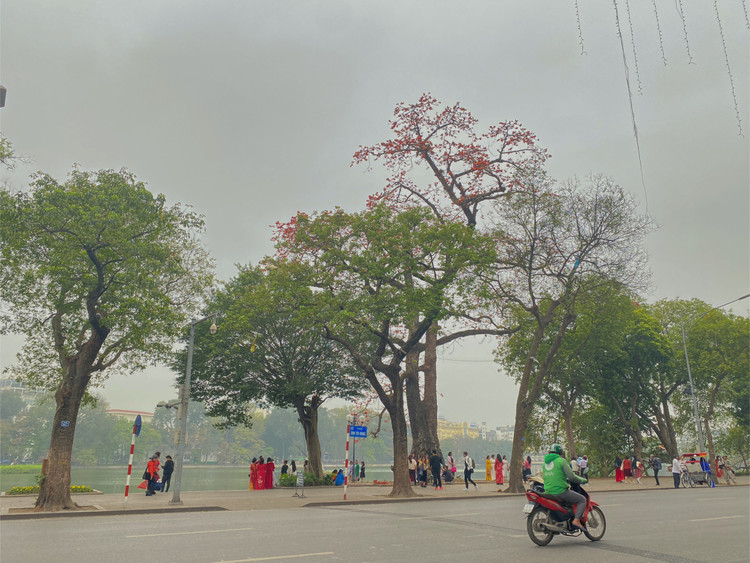 Hoa gạo là loài hoa cánh đơn, hoa có 5 cánh. Mỗi cánh khá dày và không mọc sát nhau nhưng lại nở rộ cùng một thời điểm.
