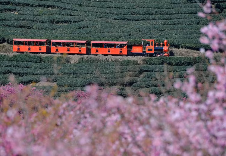 Vào mùa xuân, cả đồi trà vươn mầm xanh biếc dưới nắng ấm. Dịp trước và sau Tết cũng là lúc những cây đào, cây mai ở đây bắt đầu khoe sắc, tạo nên cảnh sắc đẹp tuyệt, ngỡ như ở trong tranh.