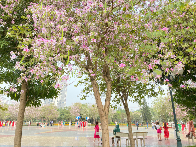Công viên cầu Giấy không chỉ là địa điểm vui chơi cuối tuần hấp dẫn cho người dân Hà Nội, mà nơi đây còn là “lá phổi xanh” khổng lồ góp phần thanh lọc không khí, mang đến cho thành phố một không gian trong lành hơn - Ảnh: T.Huy