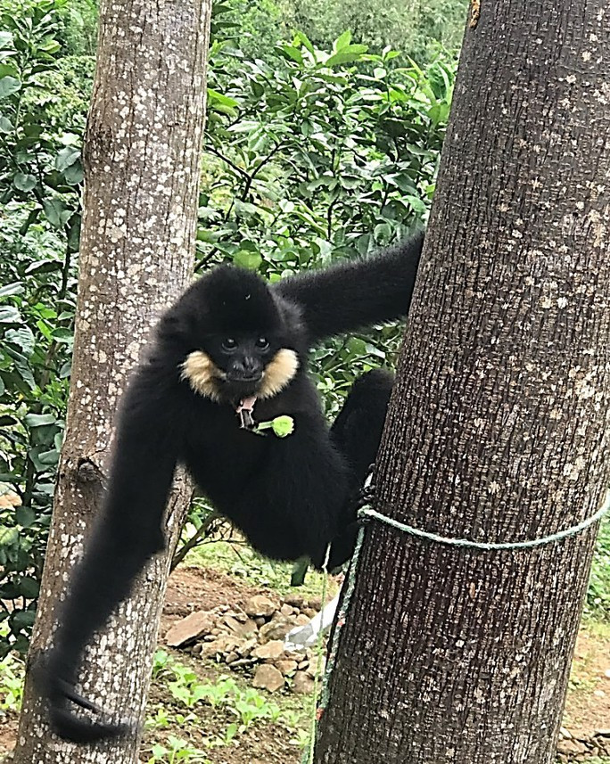 Cá thể vượn đen má hung vừa được phát hiện tại Đà Nẵng - Ảnh:internet. Cá thể vượn đen má hung vừa được phát hiện tại Đà Nẵng - Ảnh:internet.