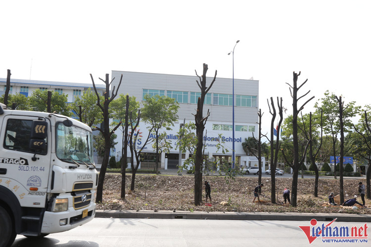 Hiện nay, cây xanh đoạn hơn 1 km đường Mai Chí Thọ qua khu vực nút giao thông An Phú đã được công nhân khẩn trương cắt cành chờ bứng dưỡng.