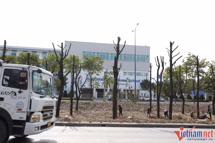 Hiện nay, cây xanh đoạn hơn 1 km đường Mai Chí Thọ qua khu vực nút giao thông An Phú đã được công nhân khẩn trương cắt cành chờ bứng dưỡng.