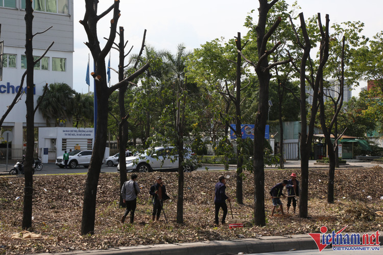 Các hạng mục công việc xử lý hàng cây trên đường Mai Chí Thọ bao gồm bứng di dời, đốn hạ cây xanh; vận chuyển cây xanh sau khi bứng về nơi bảo dưỡng có cự ly khoảng 4,9km; vận chuyển củi gỗ về nơi bảo quản; bảo dưỡng chăm sóc cây tại công viên dự án Cát Lái; bảo dưỡng chăm sóc cây trồng lại cho nút giao An Phú. Ảnh: vietnamnet.