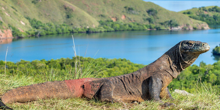 Công viên quốc gia Komodo (Indonesia) được thành lập vào năm 1980 để bảo vệ rồng Komodo và môi trường sống của nó. Cùng với rồng Komodo, công viên là nơi sinh sống của nhiều loại động vật hoang dã, bao gồm hươu, trâu, lợn rừng và nhiều loài chim khác nhau. Vùng nước xung quanh công viên cũng rất phong phú về sinh vật biển, với hơn 1.000 loài cá và 260 loài san hô. Ảnh: Tripzilla Công viên quốc gia Komodo (Indonesia) được thành lập vào năm 1980 để bảo vệ rồng Komodo và môi trường sống của nó. Cùng với rồng Komodo, công viên là nơi sinh sống của nhiều loại động vật hoang dã, bao gồm hươu, trâu, lợn rừng và nhiều loài chim khác nhau. Vùng nước xung quanh công viên cũng rất phong phú về sinh vật biển, với hơn 1.000 loài cá và 260 loài san hô. Ảnh: Tripzilla