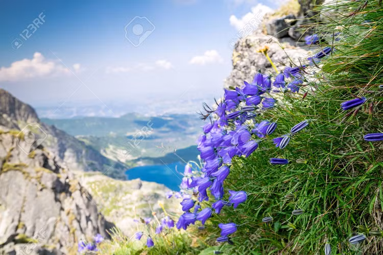 Thời tiết sẽ quyết định thời điểm hoa nở, có thể là bất kỳ thời điểm nào trong khoảng từ tháng 3 đến tháng 4. Nếu đang có kế hoạch ghé thăm, du khách nên theo dõi dự báo thời tiết để có thể bắt trọn vẻ đẹp tự nhiên tuyệt vời này. Ảnh:123RF.