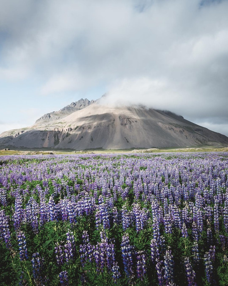 Iceland có thể không phải là nơi đầu tiên bạn nghĩ đến khi muốn ngắm nhìn vẻ đẹp của các loài hoa, nhưng những cánh đồng hoa lupin nở muộn vào tháng 6 và tháng 7 sẽ là một trải nghiệm hoàn toàn mới giúp du khách tìm thấy một khung cảnh thơ mộng đầy bất ngờ. Ảnh: @romanhuber.