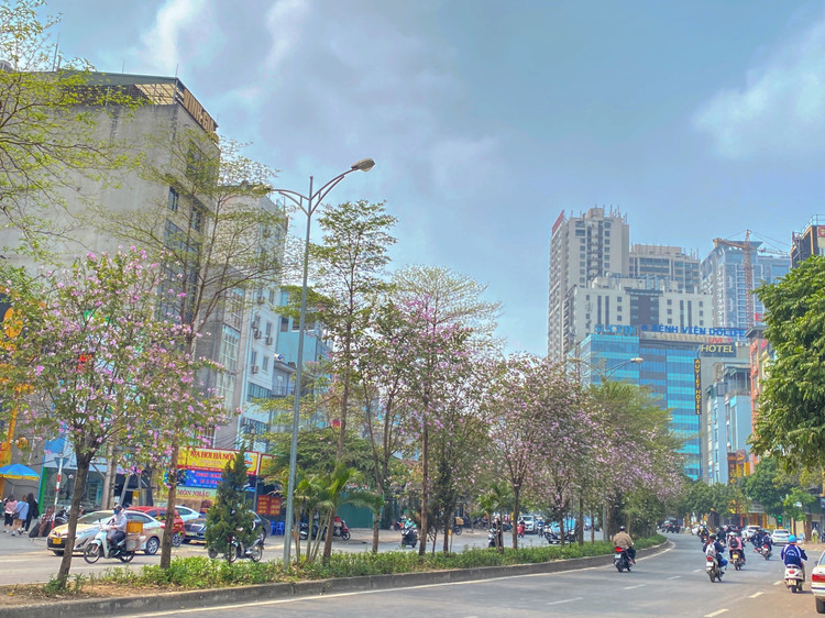 Ban là một loài hoa đặc trưng của vùng Tây Bắc. Hoa có nhiều màu, điển hình là trắng, hồng và đỏ (tím). Dọc dãy phố hoa nở trắng trời, tựa như bức tranh đẹp mùa xuân.