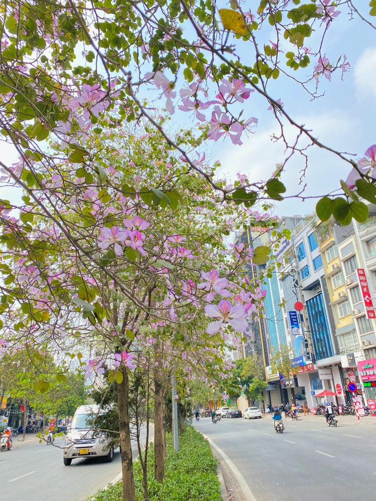 Giữa tháng 2, những cây hoa ban trắng và đỏ nở dọc các tuyến phố Hà Nội như đường Nguyễn Hoàng(ảnh), Hoàng Diệu, Trích Sài, Đào Tấn, Nguyễn Phong Sắc đang nở rực rỡ. Năm nay hoa nở sớm hơn mọi năm gần một tháng - Ảnh: T.Huy.