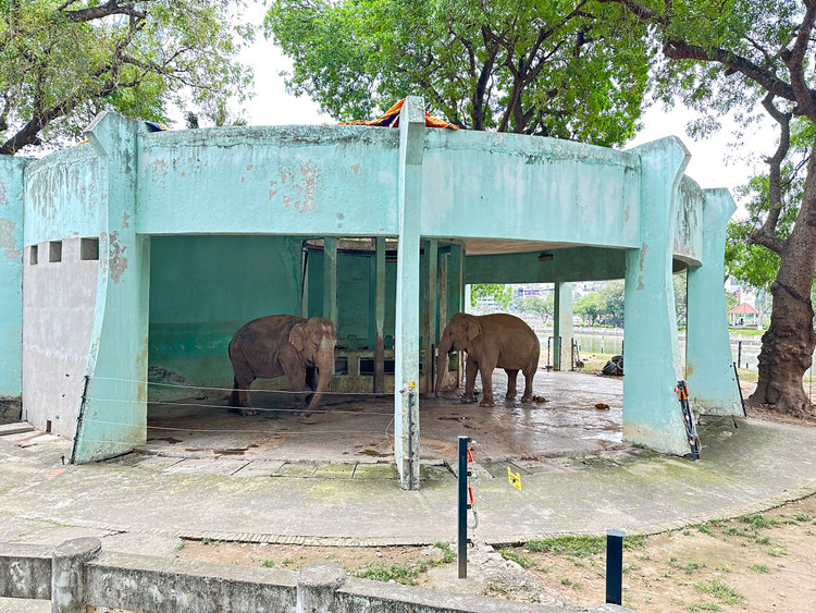 Chuồng voi luôn là một trong những điểm hút khách ở công viên Thủ Lệ.