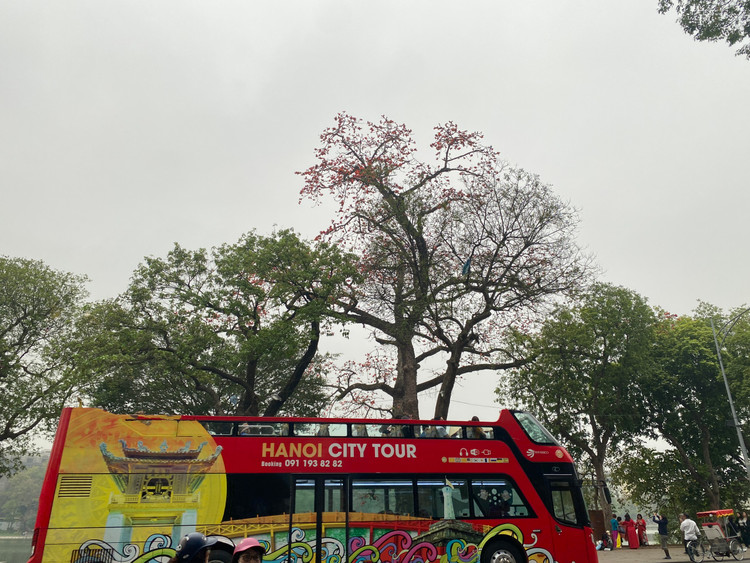 Cây gạo vươn cao thể hiện sức sống mạnh mẽ. Chắc hẳn cây đã chứng kiến và trải qua biết bao thăng trầm, đổi thay của đất nước.