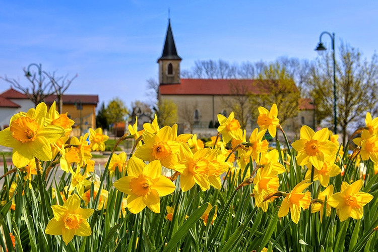Không nơi nào có thể khắc họa vẻ đẹp của hoa thủy tiên tốt bằng xứ Wales, bởi loài hoa này chính là quốc hoa tại đây. Vào mùa xuân, thủy tiên là một trong những loài hoa nở rộ sớm nhất. Nếu dạo quanh thủ phủ Cardiff từ giữa tháng 2 đến đầu tháng 4, bạn có thể nhìn thấy loài hoa này ở khắp mọi nơi, đặc biệt là trên ngọn đồi cỏ bên ngoài lâu đài Cardiff. Ảnh: Lesmalatini.