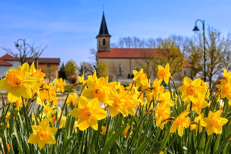 Không nơi nào có thể khắc họa vẻ đẹp của hoa thủy tiên tốt bằng xứ Wales, bởi loài hoa này chính là quốc hoa tại đây. Vào mùa xuân, thủy tiên là một trong những loài hoa nở rộ sớm nhất. Nếu dạo quanh thủ phủ Cardiff từ giữa tháng 2 đến đầu tháng 4, bạn có thể nhìn thấy loài hoa này ở khắp mọi nơi, đặc biệt là trên ngọn đồi cỏ bên ngoài lâu đài Cardiff. Ảnh: Lesmalatini.
