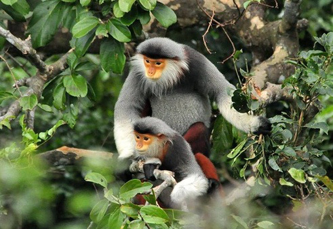 Voọc chà vá chân nâu là loài thuộc danh mục nhóm IIB ở mức nguy cấp trong sách đỏ Việt Nam và Tổ chức bảo tồn thiên nhiên thế giới xếp vào danh sách các loài động vật cần được bảo vệ vô điều kiện. Lượng cá thể của loài voọc này ở Việt Nam chiếm tới 83% số lượng voọc trên thế giới; với khoảng 530 cá thể tập trung chủ yếu tại Khu bảo tồn thiên nhiên Sơn Trà, TP. Đà Nẵng.