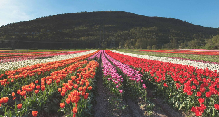 Vào mùa đông khi các ngọn núi phủ đầy tuyết, Skagit mang đến cảm giác hùng vĩ và hoành tráng. Tuy nhiên, mùa xuân là lúc khung cảnh nơi này bừng sáng nhất nhờ có muôn hoa khoe sắc. Mỗi độ tháng 4, những hàng hoa tulip màu cầu vồng lại nở rộ, trải dài dưới bầu trời xanh. Cảnh sắc ấn tượng đến nỗi người dân tổ chức lễ hội hoa hàng năm để cùng nhau thưởng thức. Ngoài ra còn có các hoạt động thú vị khác, bao gồm cuộc thi ảnh, tiệc nướng, ngồi trực thăng ngắm hoa từ trên cao... Ảnh: Pinterest.