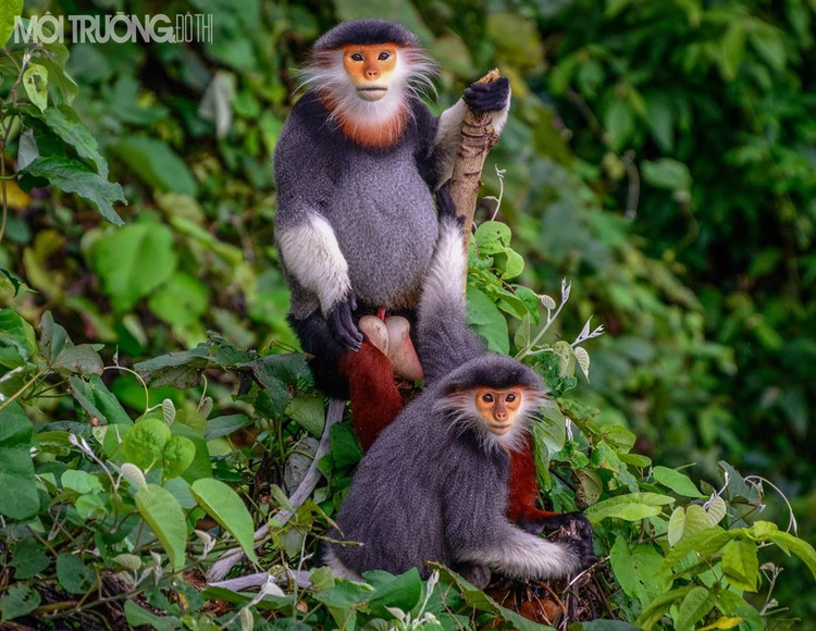 Voọc chà vá chân nâu thuộc nhóm khỉ ăn lá, nhưng thỉnh thoảng chúng vẫn ăn thêm quả hoặc hạt tùy theo mùa khác nhau. Ở mỗi vùng sống khác nhau, các kiểu rừng, thời tiết khác nhau thì Voọc chà vá chân nâu có thành phần thức ăn và ăn các loài cây khác nhau - Ảnh:moitruongdothi