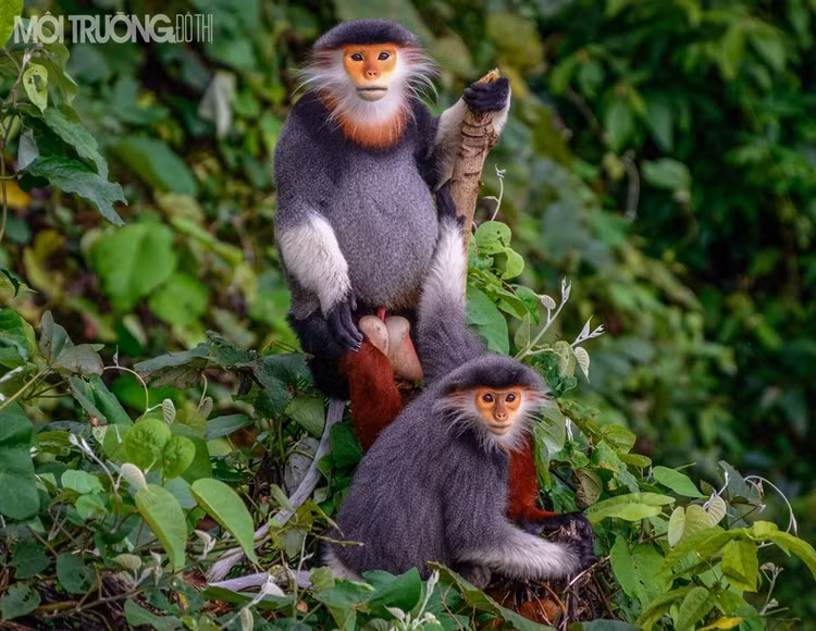 Voọc chà vá chân nâu thuộc nhóm khỉ ăn lá, nhưng thỉnh thoảng chúng vẫn ăn thêm quả hoặc hạt tùy theo mùa khác nhau. Ở mỗi vùng sống khác nhau, các kiểu rừng, thời tiết khác nhau thì Voọc chà vá chân nâu có thành phần thức ăn và ăn các loài cây khác nhau - Ảnh:moitruongdothi