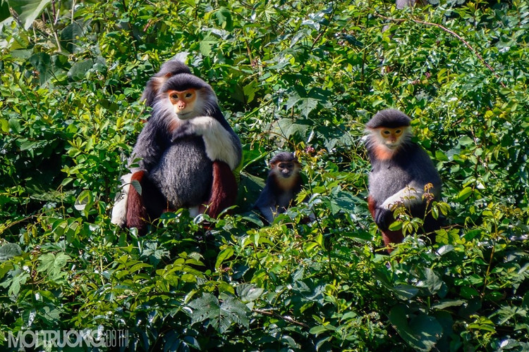 Giữa con đực và con cái có thể phân biệt dựa vào túm lông trắng kéo dài ra ở 2 góc nhọn của tam giác ở con đực trưởng thành, con cái thì không có 2 túm lông dài này. Trên khuôn mặt của con trưởng thành cái và đực đều có bộ râu trắng dài quanh mặt - Ảnh:moitruongdothi.