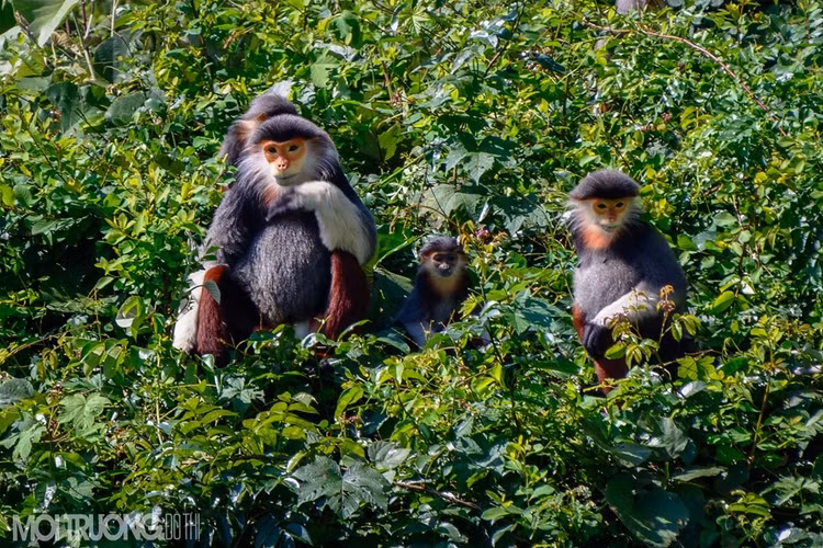 Giữa con đực và con cái có thể phân biệt dựa vào túm lông trắng kéo dài ra ở 2 góc nhọn của tam giác ở con đực trưởng thành, con cái thì không có 2 túm lông dài này. Trên khuôn mặt của con trưởng thành cái và đực đều có bộ râu trắng dài quanh mặt - Ảnh:moitruongdothi.