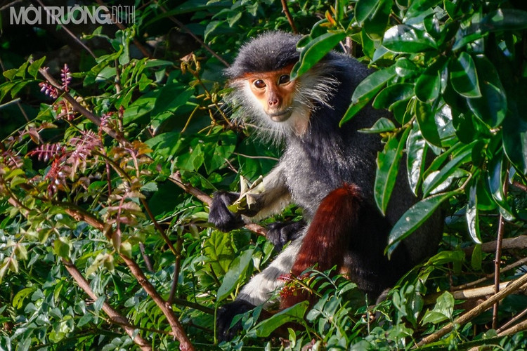 Voọc chà vá chân nâu là nhóm động vật hoạt động ban ngày và sống chủ yếu trên cây. Các gia đình Voọc thường lựa chọn các cây cao, to, tán dày để ngủ và đặc biệt chúng không bao giờ ngủ trong các hang hoặc vách đá.Các cây thường được chọn làm chỗ ngủ thường ở vị trí khuất gió và chúng sẽ quay trờ lại ngủ ở đó nhiều lần.