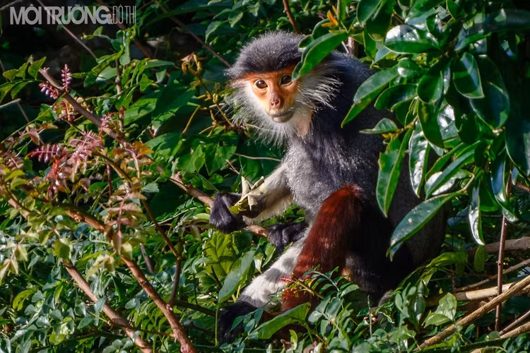Voọc chà vá chân nâu là nhóm động vật hoạt động ban ngày và sống chủ yếu trên cây. Các gia đình Voọc thường lựa chọn các cây cao, to, tán dày để ngủ và đặc biệt chúng không bao giờ ngủ trong các hang hoặc vách đá.Các cây thường được chọn làm chỗ ngủ thường ở vị trí khuất gió và chúng sẽ quay trờ lại ngủ ở đó nhiều lần.