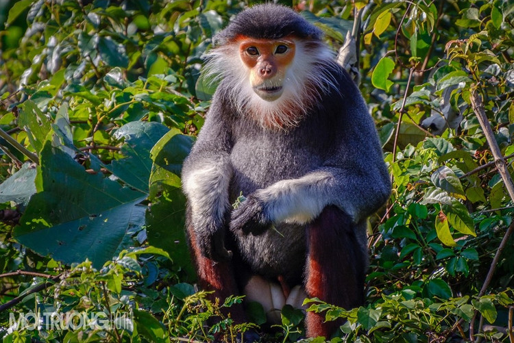 Cá thể đực trưởng thành có kích thước lớn hơn nhiều so với cá thể cái trưởng thành. Chiều dài từ mông đến đỉnh đầu của 1 con đực trưởng thành khoảng 55-63cm, trung bình là 59.6cm, con cái trưởng thành là 50-57cm. Con cái chỉ cân nặng khoảng 6.4 – 8kg - Ảnh:moitruongdothi.