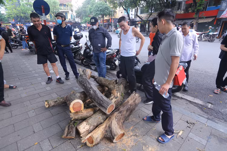 Việc chặt hạ 3 cây Sưa quý, giá trị cao thu hút sự chú ý của nhiều người dân.