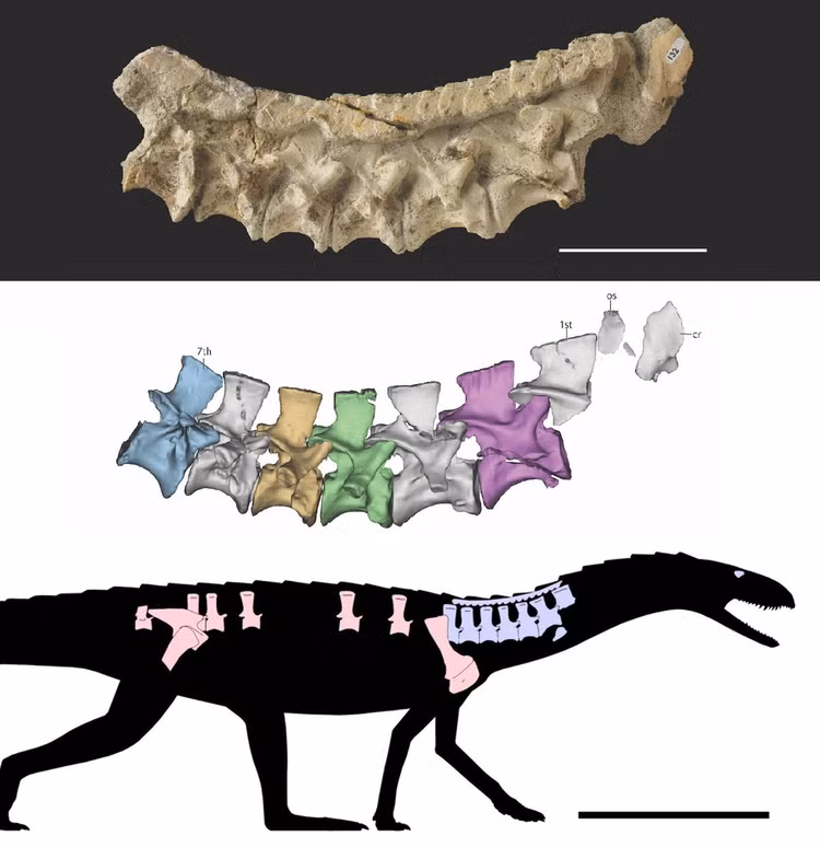 Phần xương hóa thạch "bọc thép" và ảnh đồ họa thể hiện hình dáng của quái vật cổ đại - Ảnh: BẢO TÀNG LỊCH SỬ TỰ NHIÊN MỸ. Phần xương hóa thạch "bọc thép" và ảnh đồ họa thể hiện hình dáng của quái vật cổ đại - Ảnh: BẢO TÀNG LỊCH SỬ TỰ NHIÊN MỸ.