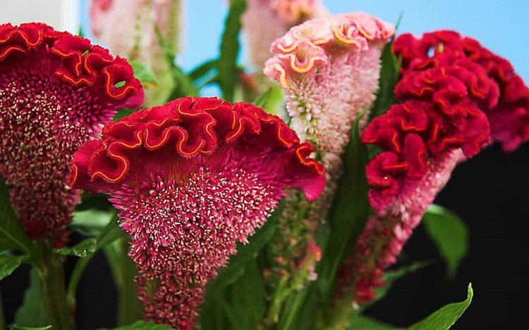 Trong phong thủy, loài hoa này đem đến tiền tài, may mắn, bình an. Vì vậy, trong ngày Tết, nhiều người chọn chưng loài hoa này với mong muốn một năm mới bình an và mọi sự tốt đẹp sẽ đến với gia đình mình.