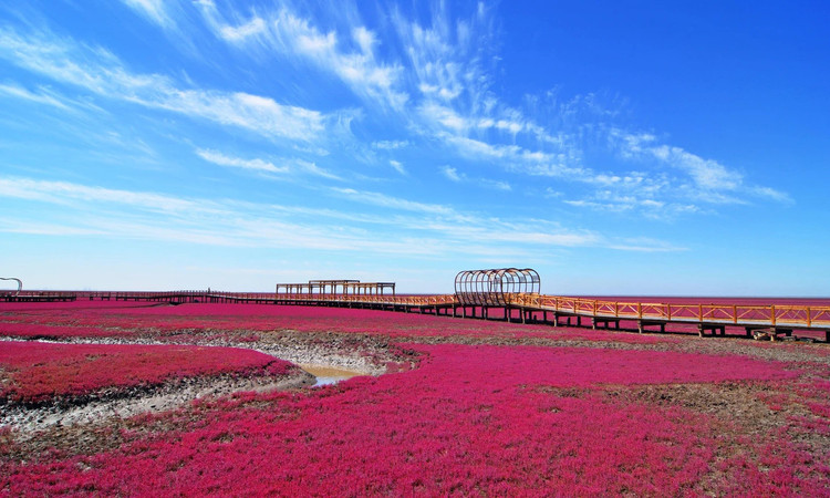 Cách Amsterdam một quãng đi xe buýt ngắn, vườn Keukenhof ở Lisse cũng được mệnh danh là một trong những "thiên đường hoa tulip" đẹp nhất thế giới, đặc biệt là vào mùa xuân. Mặc dù đã có lịch sử từ thế kỷ 15 nhưng mãi tới năm 1949, khu vườn này mới thực sự nổi tiếng khi nhiều giống hoa tulip độc lạ được trồng tại đây. Ảnh: internet.