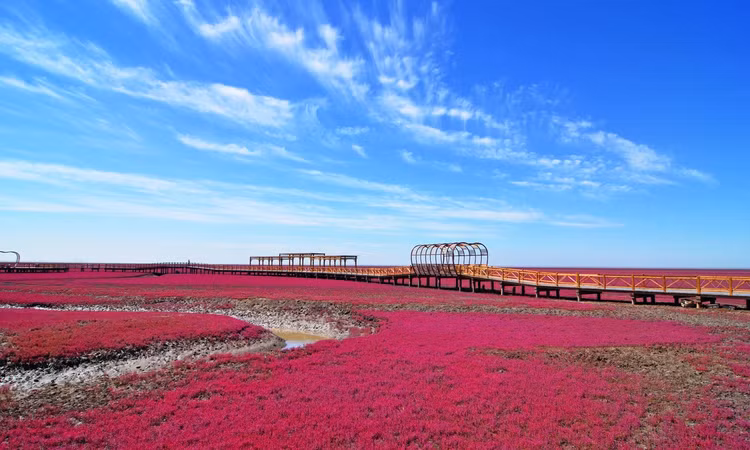 Cách Amsterdam một quãng đi xe buýt ngắn, vườn Keukenhof ở Lisse cũng được mệnh danh là một trong những "thiên đường hoa tulip" đẹp nhất thế giới, đặc biệt là vào mùa xuân. Mặc dù đã có lịch sử từ thế kỷ 15 nhưng mãi tới năm 1949, khu vườn này mới thực sự nổi tiếng khi nhiều giống hoa tulip độc lạ được trồng tại đây. Ảnh: internet.