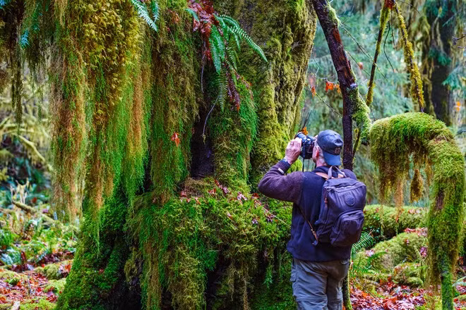 Rừng mưa Hoh là một trong những nơi ẩm ướt nhất thế giới. Trong rừng có nhiều cây cổ thụ cao tới 100 m. Nhiều loài rêu và địa y độc đáo cũng có mặt trong rừng nhiệt đới này. Những loài cây quý hiếm trong rừng có thể kể đến là vân sam Sitka, kim giao tây, linh sam, tuyết tùng đỏ phương tây, phong lá lớn và cây bông đen - Ảnh: internet.