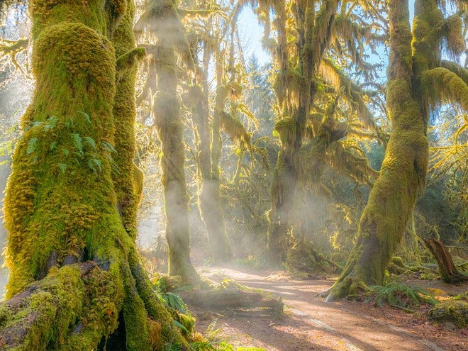 Khu rừng thu hút du khách từ khắp nơi trên thế giới và các nhiếp ảnh gia gọi nơi này là &quot;tuyệt vời, tráng lệ, hư ảo&quot;.