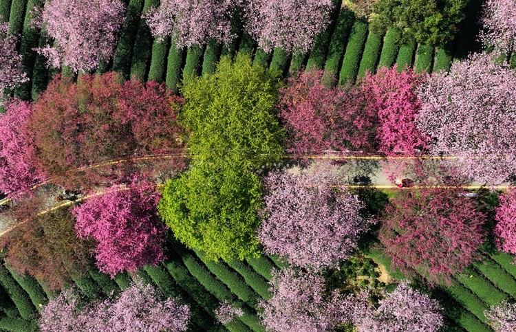 Đây vốn dĩ là một cánh đồng trà được trồng để thu hoạch nhưng những người chủ đã trồng xen kẽ một số gốc đào, mai giữa các lối đi để tạo thêm cảnh sắc - Ảnh: Xinhua