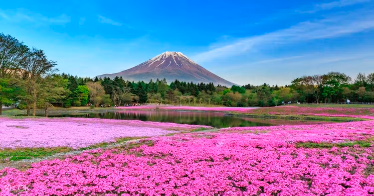 Vào mùa xuân, Nhật Bản gần như gắn liền với sắc hồng. Không chỉ có hoa anh đào nở rộ trên khắp mọi miền đất nước, xứ Phù Tang còn nổi tiếng với một khung cảnh khác. Đó là loài hoa shibazakura (hoa Chi Anh) khoe sắc hồng rực dưới chân núi Phú Sĩ. Hàng năm từ giữa tháng 4 đến đầu tháng 6, ước tính có khoảng hơn 500.000 bông hoa nở rộ. Bạn có thể tham dự lễ hội Fuji Shibazakura được tổ chức ngay trong khu vực Phú Sĩ Ngũ Hồ để tận hưởng khung cảnh và thưởng thức ẩm thực địa phương. Ảnh: Klook.