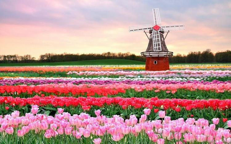 Hà Lan là đất nước đầu tiên xuất hiện khi nhắc đến hoa tulip. Vào mùa xuân, loài hoa này sẽ nở rộ thành cụm trên khắp khu vực. Tuy nhiên, điểm ngắm hoa đẹp nhất phải kể đến vườn Keukenhof ở Lisse, cách thủ đô Amsterdam chỉ một chuyến xe bus ngắn. Hoa tulip được trồng tại đây từ năm 1949 và đã trở thành yếu tố thu hút khách du lịch hàng đầu trong suốt hơn 70 năm. Nếu có ý định ghé thăm nơi này, bạn nên đến vào giữa tháng 3 đến tháng 5, thời điểm hoa khoe sắc nhất. Ảnh:vietair.