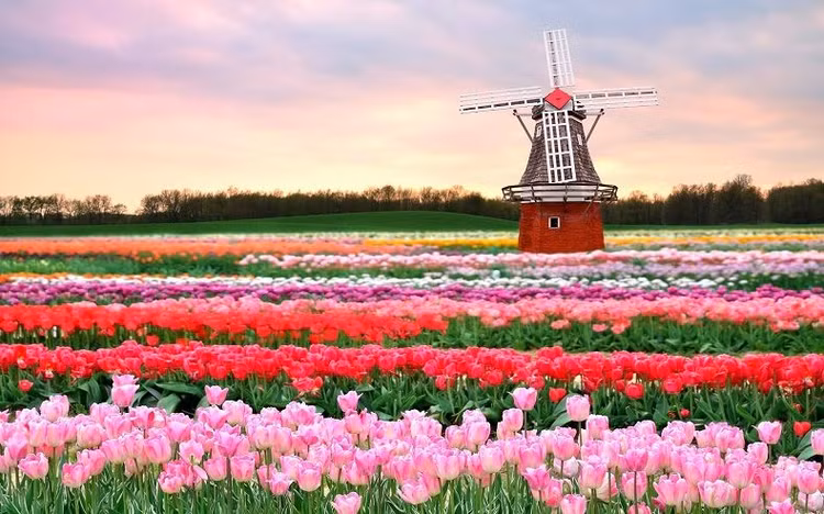 Hà Lan là đất nước đầu tiên xuất hiện khi nhắc đến hoa tulip. Vào mùa xuân, loài hoa này sẽ nở rộ thành cụm trên khắp khu vực. Tuy nhiên, điểm ngắm hoa đẹp nhất phải kể đến vườn Keukenhof ở Lisse, cách thủ đô Amsterdam chỉ một chuyến xe bus ngắn. Hoa tulip được trồng tại đây từ năm 1949 và đã trở thành yếu tố thu hút khách du lịch hàng đầu trong suốt hơn 70 năm. Nếu có ý định ghé thăm nơi này, bạn nên đến vào giữa tháng 3 đến tháng 5, thời điểm hoa khoe sắc nhất. Ảnh:vietair.