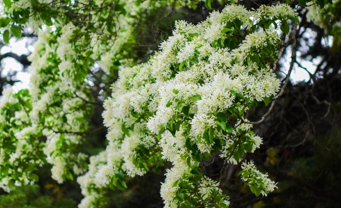 Thời gian hoa nở chỉ khoảng 2 tuần, nếu muốn thăm quan thì phải có kế hoạch từ trước.