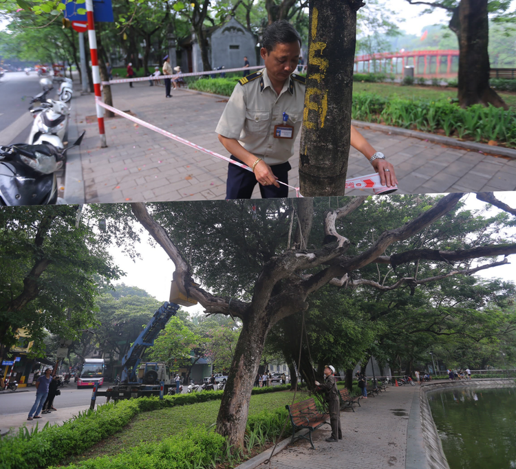 Sáng 24/5, Công ty TNHH MTV Công viên cây xanh Hà Nội thực hiện việc chặt hạ cây Sưa quý hiếm đã chết khô nằm sát bờ hồ Hoàn Kiếm (đối diện ngã 3 Lò Sũ - Đinh Tiên Hoàng, quận Hoàn Kiếm, Hà Nội).Ảnh: T.Huy