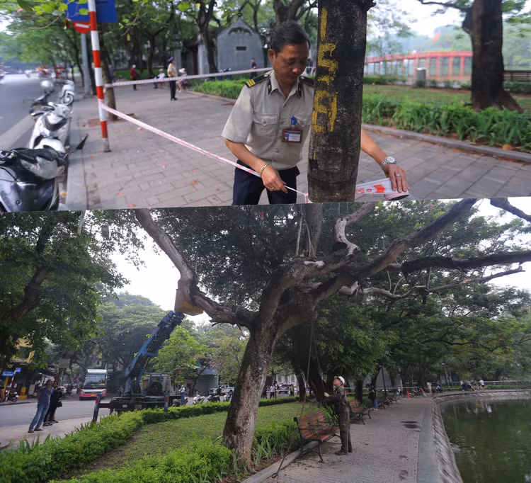 Sáng 24/5, Công ty TNHH MTV Công viên cây xanh Hà Nội thực hiện việc chặt hạ cây Sưa quý hiếm đã chết khô nằm sát bờ hồ Hoàn Kiếm (đối diện ngã 3 Lò Sũ - Đinh Tiên Hoàng, quận Hoàn Kiếm, Hà Nội).Ảnh: T.Huy